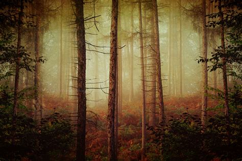 October Forest :: Behance