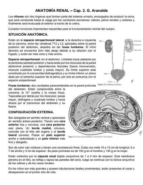 Solution Anatom A Renal Studypool