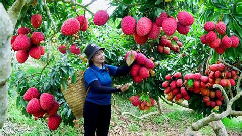 How To Harvest Lychee Goes To The Market Sell Harvesting And Cooking