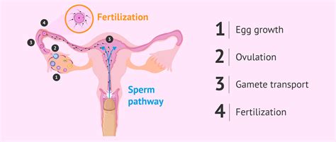 What Are The Steps Of Fertilization In Humans