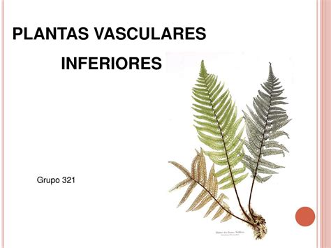 Ppt Plantas Vasculares Inferiores Powerpoint Presentation Id 77100 Hot Sex Picture