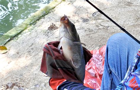 Umpan Air Tawar Racikan Mudah Simpel Pelangi Super Amis Kabar Mancing