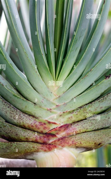 Fan Aloe Aloe Plicatilis Close Up Of The Leaf Base Of A Fan Aloe