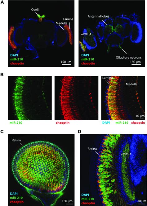 Mir Is Expressed In The Fly Eye A B Whole Mount Immunostainings