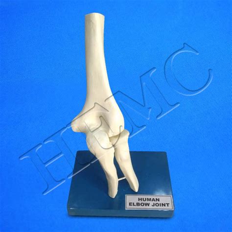 Human Elbow Joint Model Laboratory Products