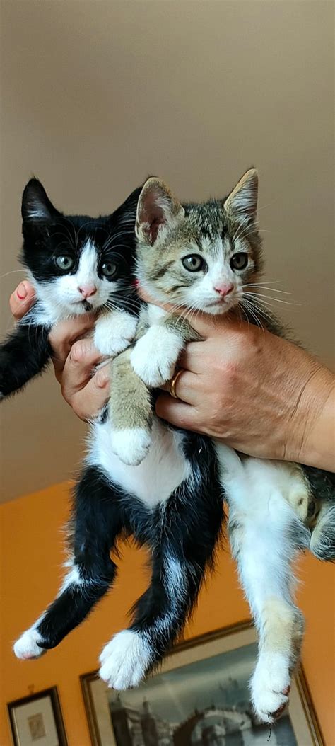 Due Gattini In Adozione Gatto A Genova In Regalo