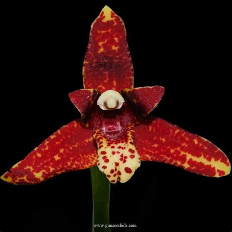 Buy Maxillaria Tenuifolia Coconut Orchid Orchid Online Guna Orchids