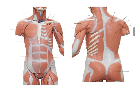 Lab 8 Torso Diagram Quizlet