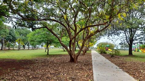 Posadas Parque De La Ciudad Un Espacio Verde Con Historia Presente