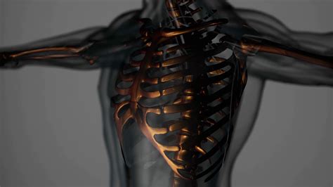 Anatomy Of Human Skeleton Illustration Stock Motion Graphics SBV ...