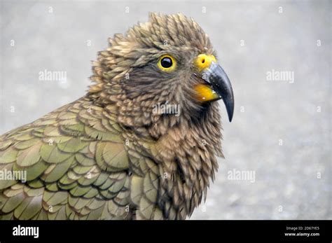 Kea Bird Nestor Notabilis Only Alpine Parrot In The World And Endemic