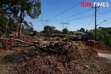 Apakah Benar Pohon Sengong Biang Kerok Padamnya Listrik Massal Foto