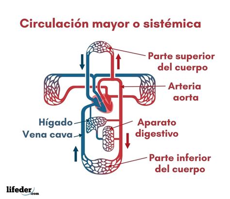 Circulación Mayor Qué Es Recorrido Y Funciones