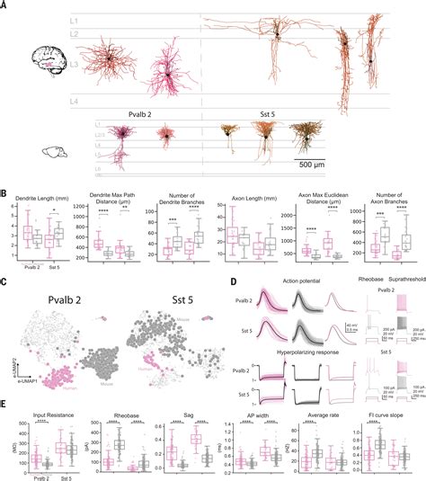 Signature Morphoelectric Properties Of Diverse Gabaergic Interneurons