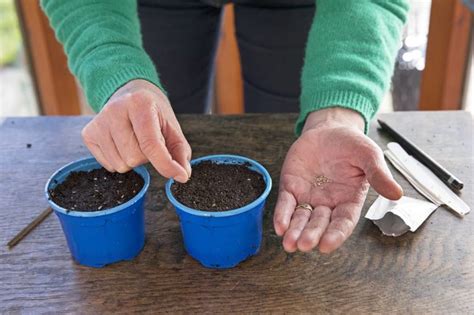 Een Jaar In De Moestuin Dit Kun Je Elke Maand Doen Gardeners World