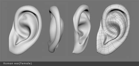 Ear 02- 3D model | CGTrader