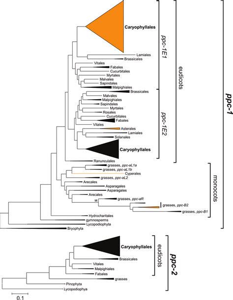 Phylogenetic Relationships Among Pepc Encoding Genes From Land Plants