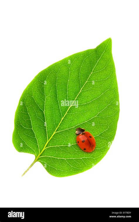 Ladybug Sitting On Green Leaf Cut Out Stock Images Pictures Alamy