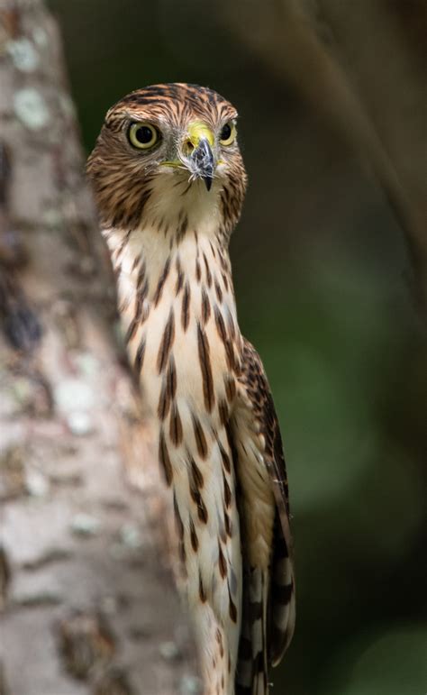 Cooper S Hawk Owen Deutsch Photography