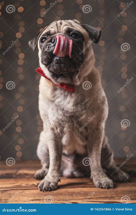 Perro Pug Con Corbata Roja Sentado Y Ansioso De Comida Foto De Archivo