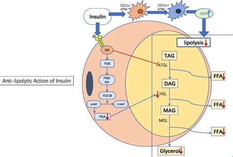 Anti Lipolysis Induced By Insulin In Diverse Pathophysiologic Conditio Dmso