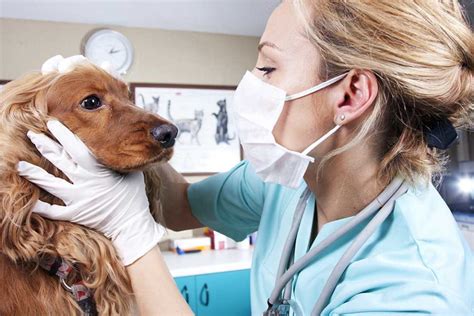 What Does A Veterinarian Assistant Do And How To Become One