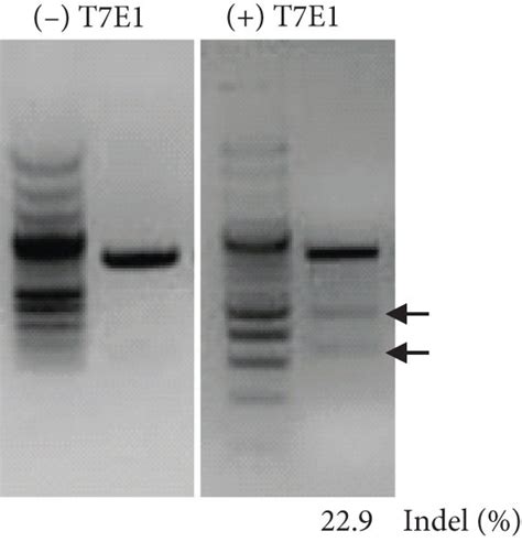 Design Of The Talen For Disrupting Hla Dr Expression On Hdf And