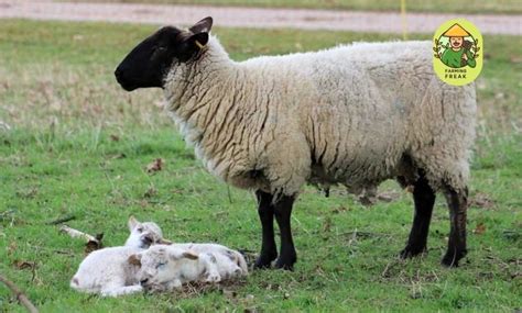 Hair Sheep Breeds Production and Marketing