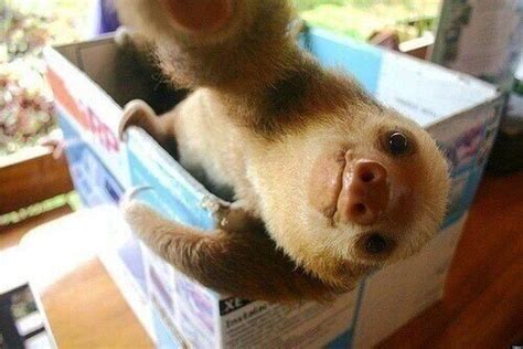 Sloth Selfie Will Steal Your Heart Photo Huffpost