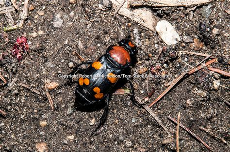 American Burying Beetle Tom Stack