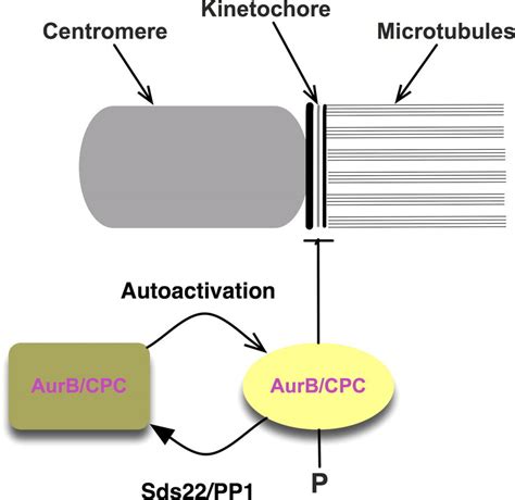 A Model For Regulation Of Aurora B By Sds And Pp The Drawing Shows