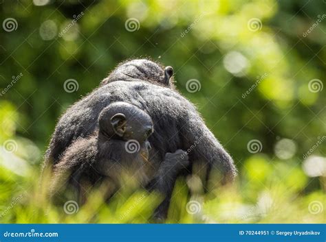 ?ub of a Bonobo on a Back at Mother in Natural Habitat. Green Natural ...