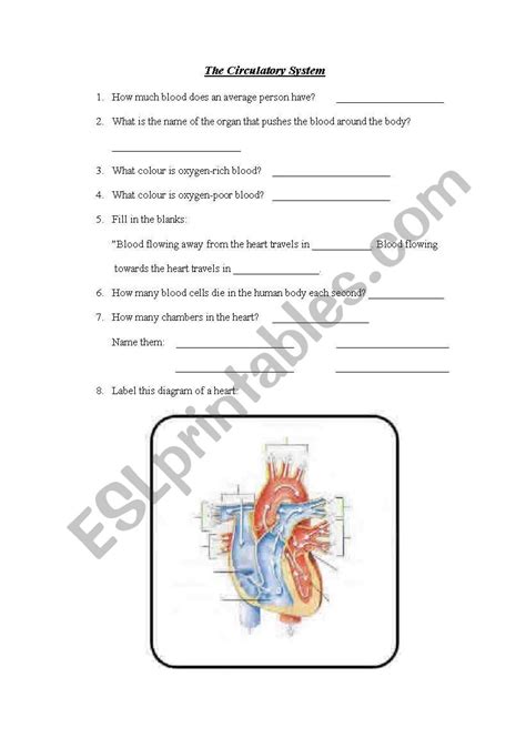 Circulatory System Esl Worksheet By Dianemperrino