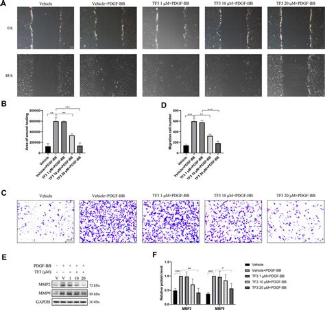 Frontiers Theaflavin Digallate From Black Tea Inhibits Neointima