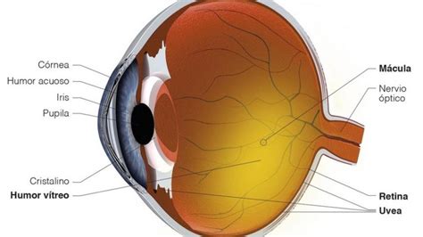 El Cristalino La Primera Estructura Del Ojo En Mostrar Signos De