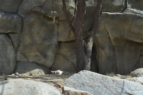 California Living Museum - Mountain Lion Habitat - ZooChat