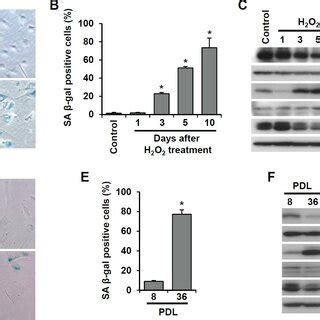 SIRT6 Expression Is Inhibited In Endothelial Cells During Oxidative