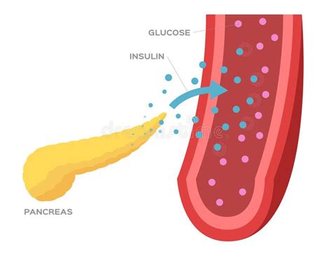 Metabolismo De La Glucosa Mind Map