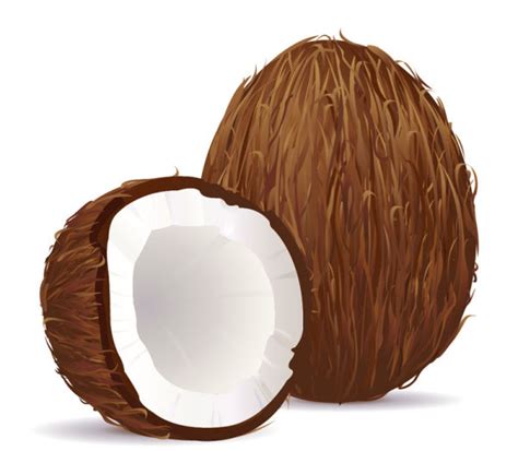 Coconut Cartoon Vector At Vectorified Collection Of Coconut