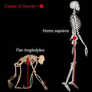 Bipedalism Spine