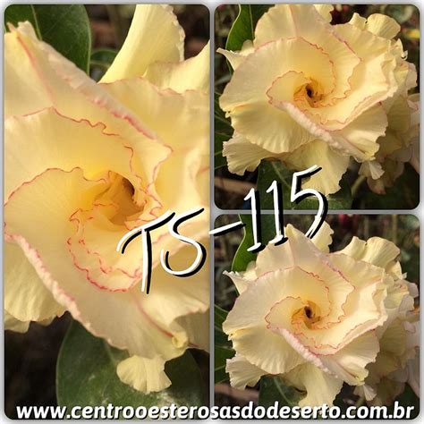 Rosa Do Deserto Muda De Enxerto Ts Flor Tripla Centro Oeste