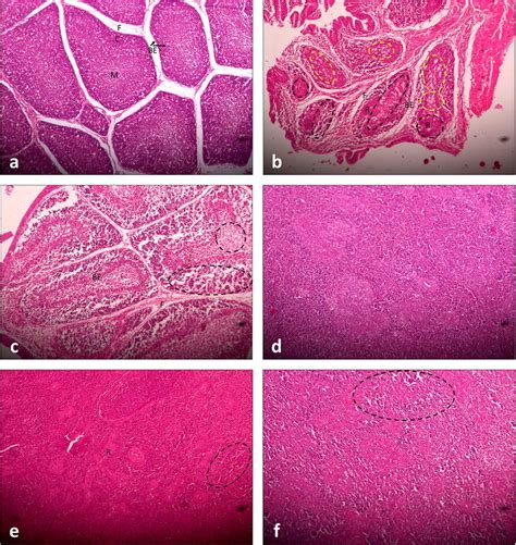 Histopathological Sections Of Bursae And Spleen H E Staining