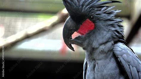 Vidéo Stock Head of a Beautiful Black Palm Cockatoo Probosciger