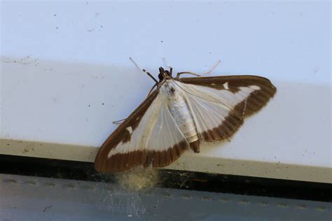 Box Tree Moth Cydalima Perspectalis Taken In Yate South Flickr