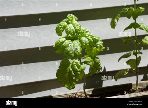 Basil Garden Hi Res Stock Photography And Images Alamy
