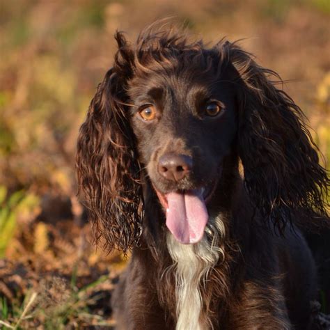 Working cocker spaniel Liver bitch Unique Dog Breeds, Rare Dog Breeds, Popular Dog Breeds ...