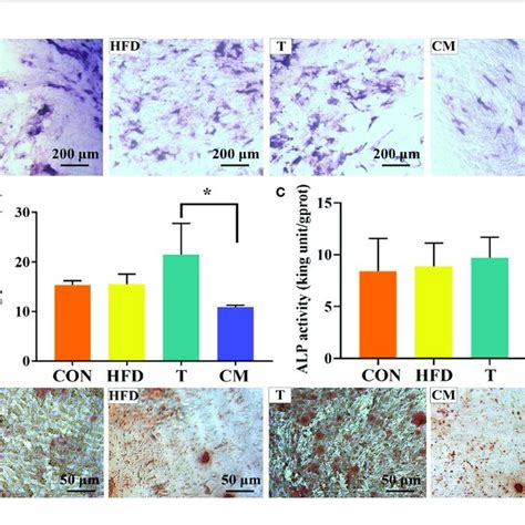 A ALP Activity Of MC3T3 E1 Cells On Different Groups After 14 D Of