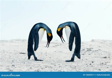 King Penguin Courtship Behaviour during Mating Season Stock Image ...