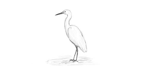 How To Draw A Heron Step By Step Drawing Tutorial