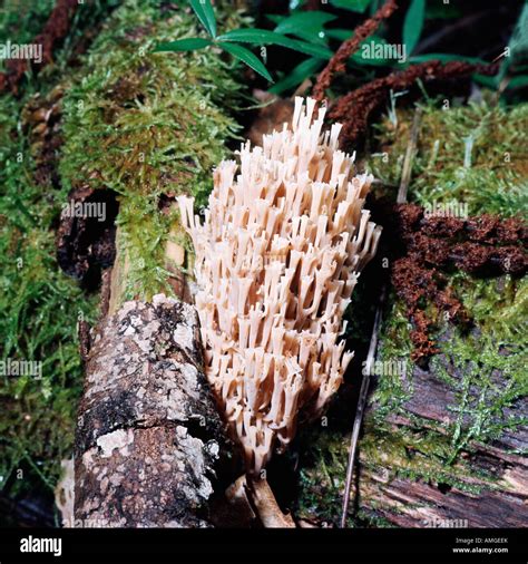 Champignon Coral Fungus Ramaria Formosa Clavaire Jolie Non Comestible